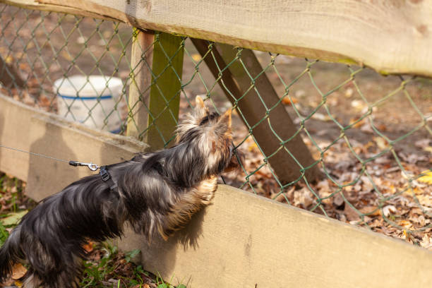 istock Yorkshire Terrier on a leash standing in front of a fence 1499741996