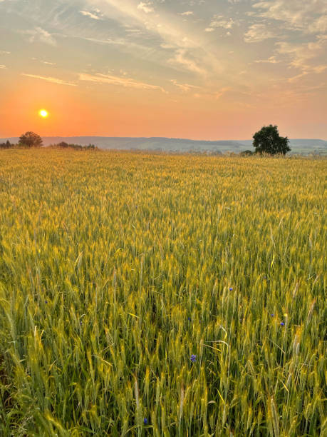 Field of rye, wheat, barley ripening on a hill at sunset stock photo