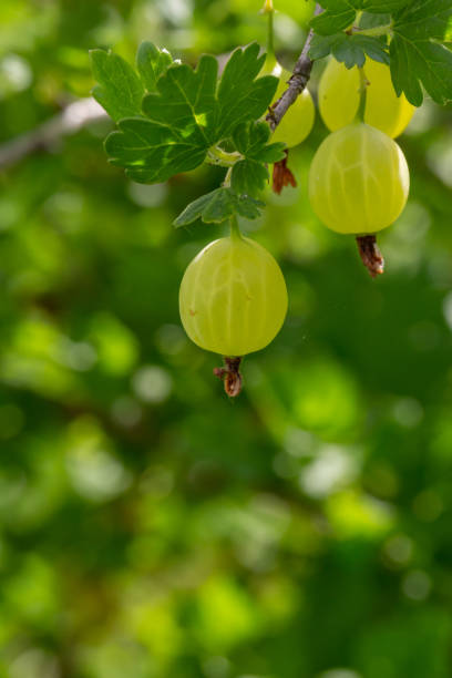 緑色の背景マクロ写真に緑色のグースベリーの果実。 - gooseberry fruit growth green ストックフォトと画像