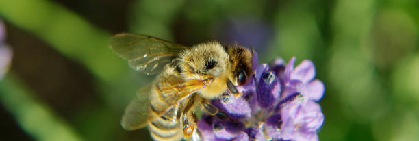 istock closeup of a blossom with a bee 1499744515