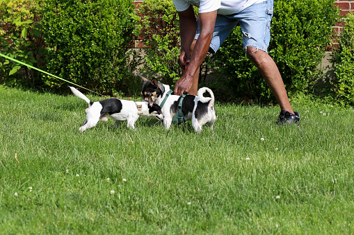 A black man with two dogs playing together in the grass