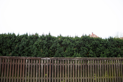 Wooden fence with Day Lily Plants