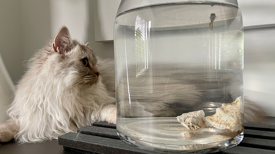 Britse kat kijkt naar een vis