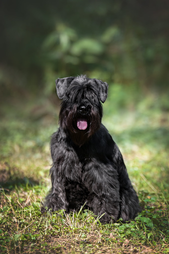 Portrait of cute miniature schnauzer at the park.