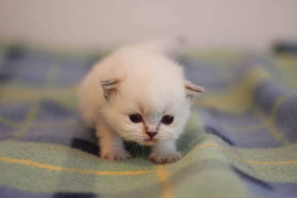 istock A cute fluffy British shorthaired cat kitten 1499746093