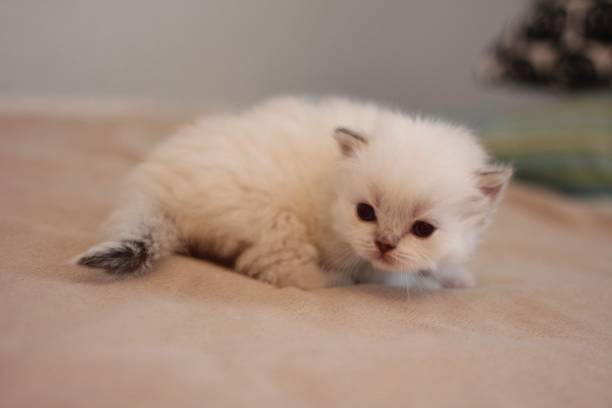 istock A cute fluffy British shorthaired cat kitten 1499746202