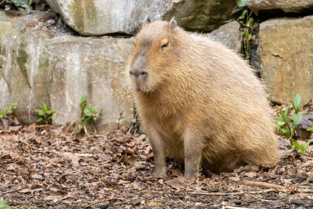 istock Capybara sitting near huge rocks 1499746273