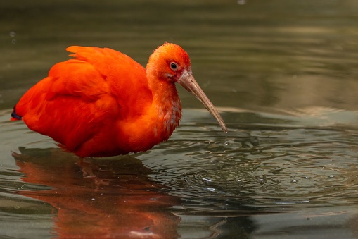 A scarlet ibis in the water