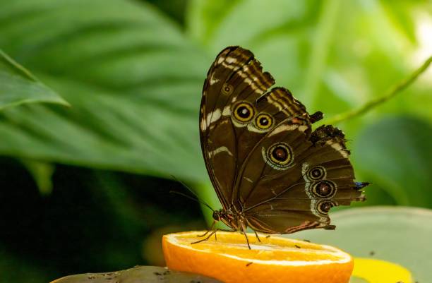 istock Closeup shot of a butterfly perched on an orange slice 1499746340