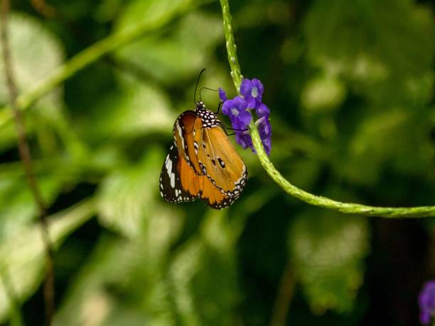 istock Selective focus shot of a butterfly perched on a flower 1499746347