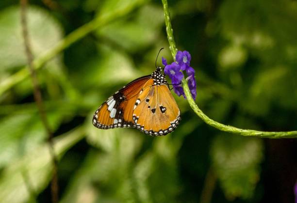 istock Selective focus shot of a butterfly perched on a flower 1499746349