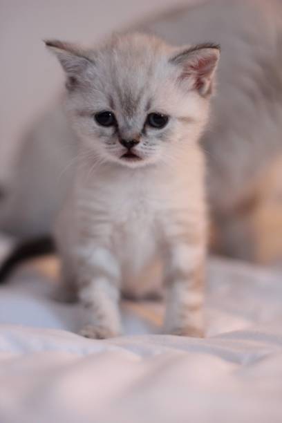 istock A cute fluffy British shorthaired cat kitten 1499747046