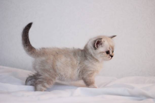 istock A cute fluffy British shorthaired cat kitten 1499747201