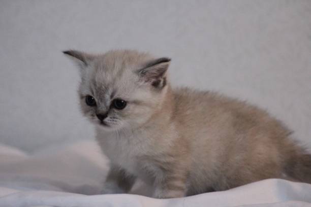 istock A cute fluffy British shorthaired cat kitten 1499747235