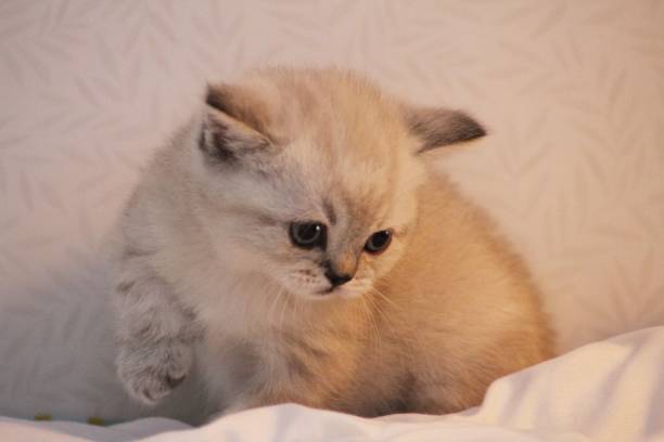istock A cute fluffy British shorthaired cat kitten 1499747257