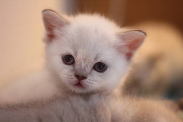 istock A cute fluffy British shorthaired cat kitten 1499747497