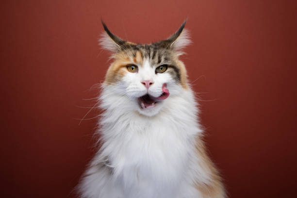 istock hungry maine coon cat mouth licking 1499747680