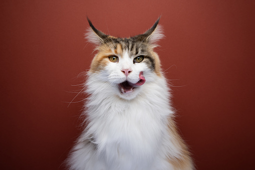 calico white maine coon cat licking open mouth. hungry cat waiting for food folding back ears. studio shot on red background with copy space