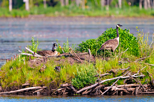 Baby Canada Goose goslings chicks that has hatched on  beaver lodge. Newborns are protecting by both parents in their environment and habitat. Scenery Landscape. Geese Picture.