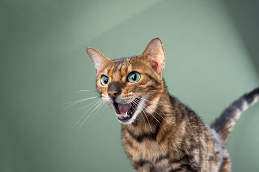 bengal cat with mouth open meowing, studio portrait on green background with copy space