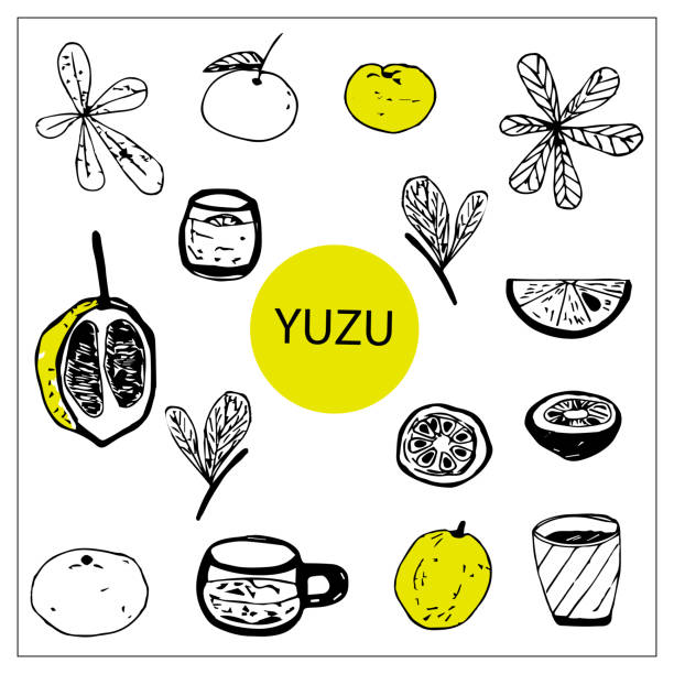 illustrations, cliparts, dessins animés et icônes de ensemble vectoriel d’éléments de fruits de yuzu griffonnés. - bumper stickers