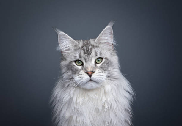 istock majestic fluffy maine coon cat portrait 1499751052