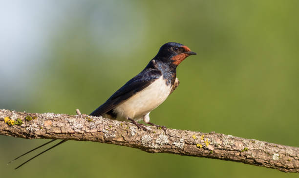 istock Barn swallow, hirundo rustica. At dawn, a bird sits on a beautiful branch 1499751451