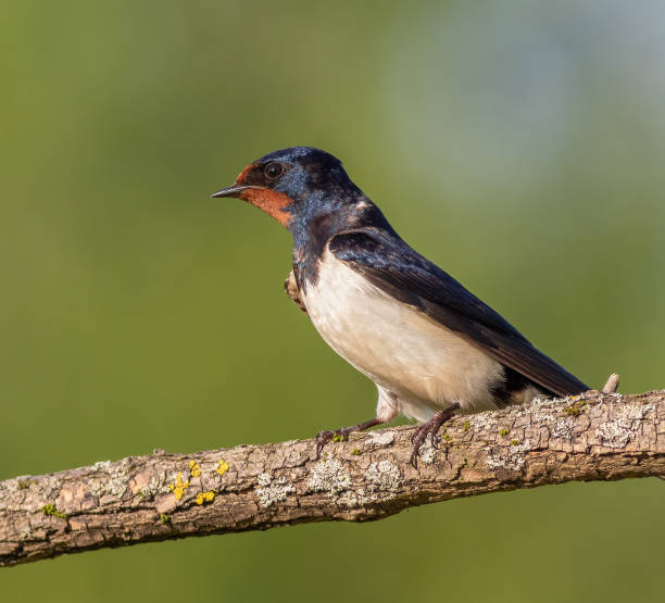 istock Barn swallow, hirundo rustica. At dawn, a bird sits on a beautiful branch 1499751459