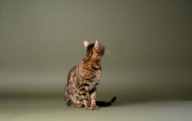 istock bengal cat sitting on green background turning around looking at copy space 1499751691