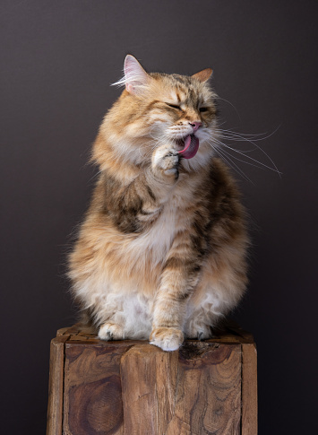 siberian cat sitting on wooden table grooming licking paw. studio shot on brown background