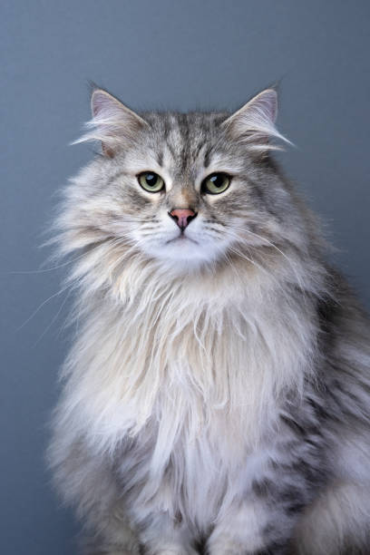 istock fluffy siberian cat portrait on gray background 1499752253