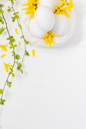 White eggs on a white background forsythia flowers and green twigs