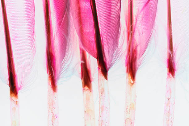 istock Red purple pink bird feathers 1499753744