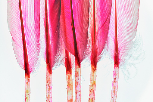 Red purple pink bird feathers