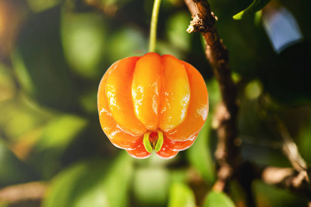 pitanga, fruit de pitangueira, dicotylédones de la famille des myrtacées. il a la forme de boules globulaires et charnues, riches en vitamine c - globular photos et images de collection