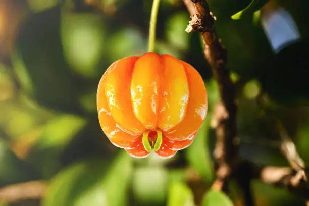 pitanga, fruit of pitangueira, dicotyledonous of the myrtaceae family. It has the form of globular and fleshy balls, rich in vitamin C