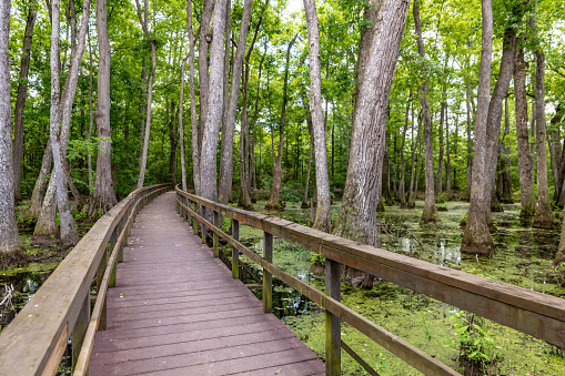 Natchez Trace Parkway, MS, USA. 7 June 2023. Cypress Swamp Boardwalk