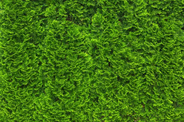 Background from green thuja tree. Green branches of thuja tree texture background, full frame.