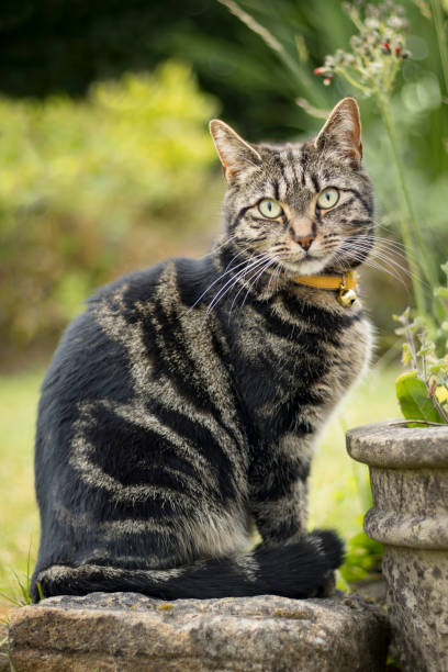 istock Cute young tabby cat playing in a garden, looking at camera 1499754315
