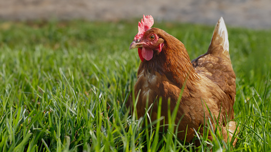 Single brown free range german chicken. resting in tall green grass