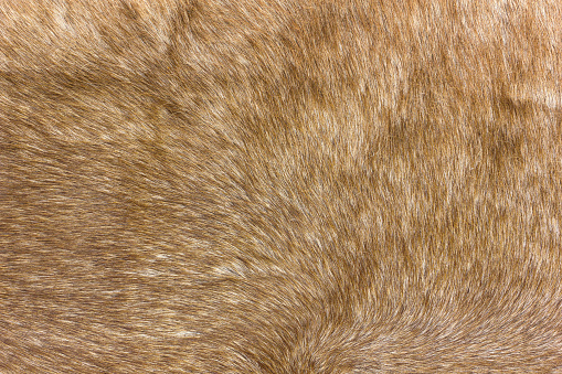 Background from brown red deerskin. The skin of a short-haired red artiodactyl