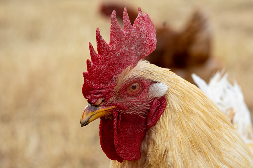 Portrait of a rooster on a dark background. Close-up