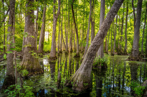 istock Leaning tree in a Mississippi Swamp 1499754741