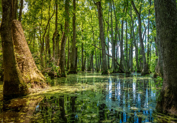 Mississippi Swamp stock photo