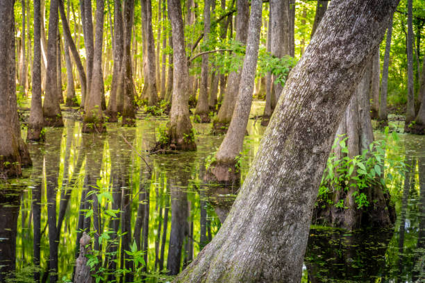istock Cypress trees in a swamp 1499754842