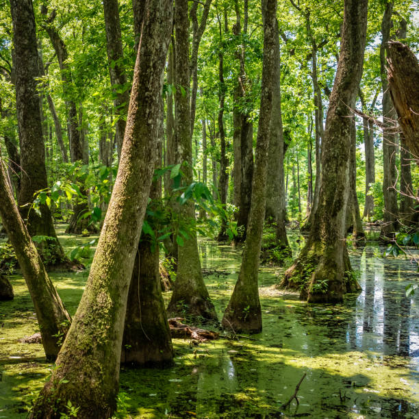 Cypress trees in a swamp stock photo