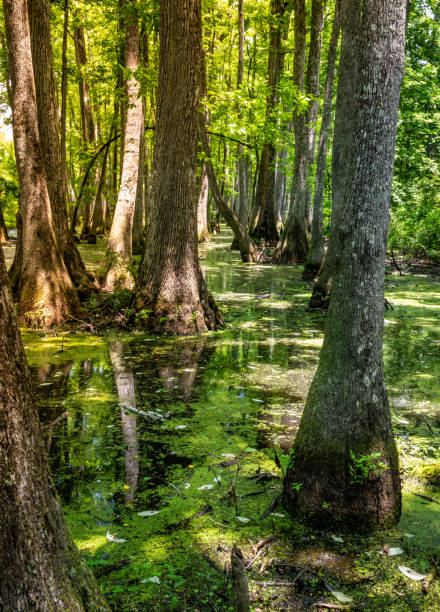 istock Dappled sunlight on a Mississippi Swamp 1499754937