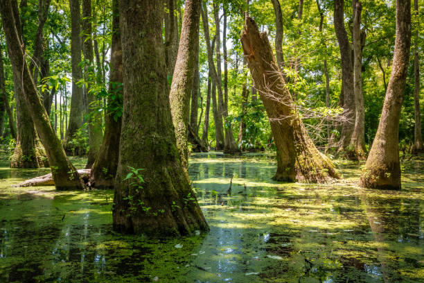 Tree stump in a Mississippi Swamp