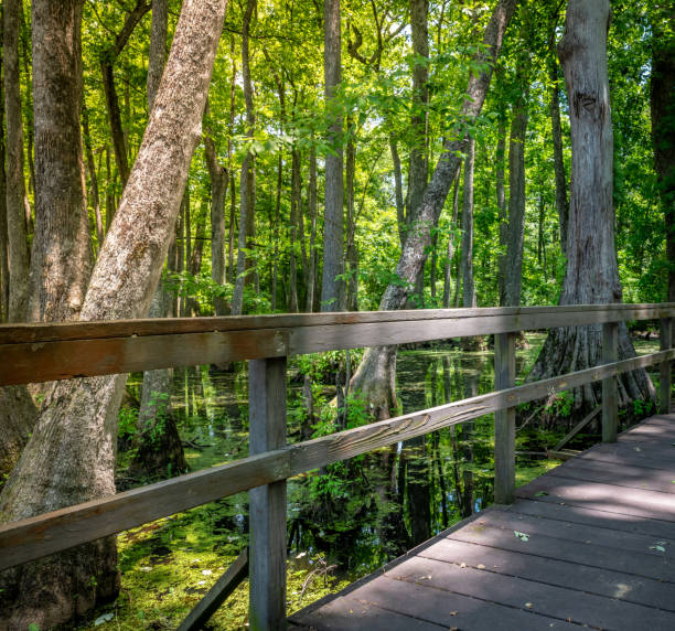 istock Boardwalk over Mississippi Swamp 1499754939