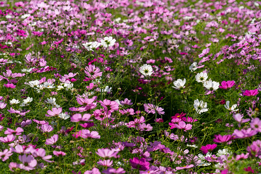 Cosmos flowers can be seen year-round in Okinawa